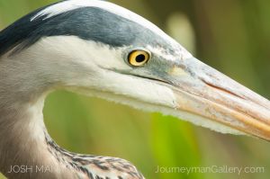 Josh Manring Photographer Decor Wall Art -  Florida Birds Everglades -17.jpg